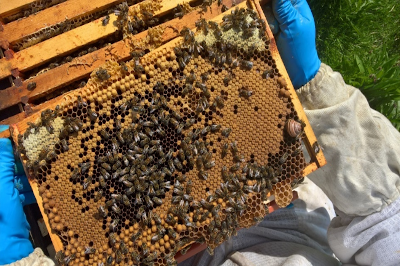 Beekeeping Blog - May 2018