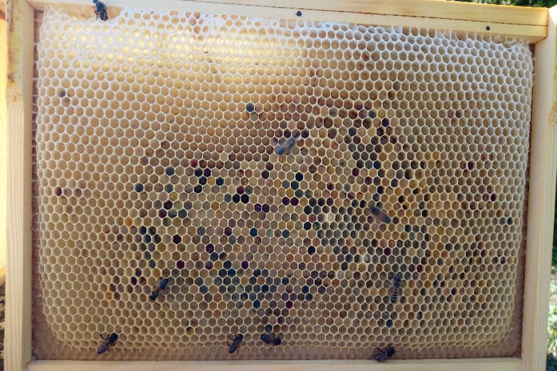 Beekeeping Blog - May 2019
