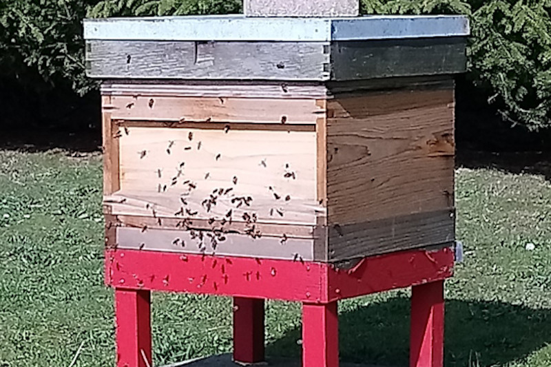 Beekeeping Blog - March 2019