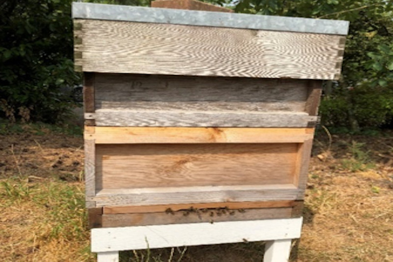 Beekeeping Blog - July 2019