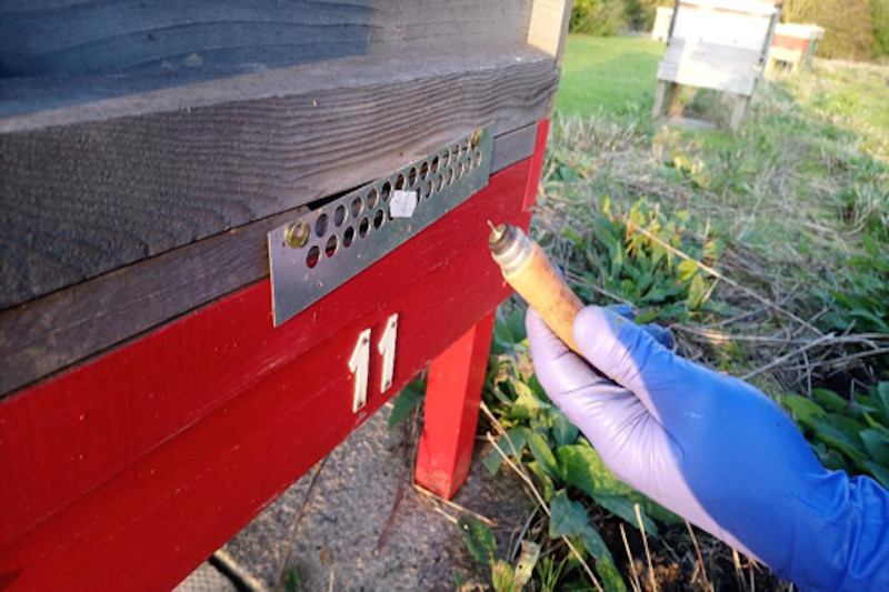 Beekeeping Blog - October 2019