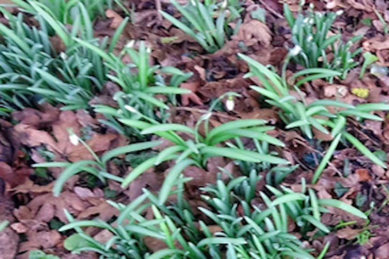 Beekeepers News – February 2020 – Issue 41