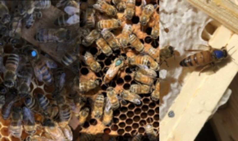 Beekeepers News - August 2020 - Issue 47
