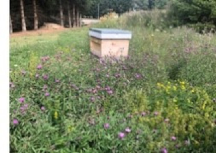 Beekeepers News - September 2020 - Issue 48