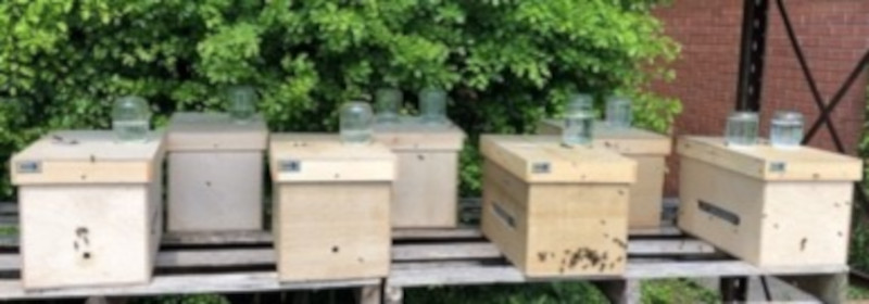 Beekeepers News - June 2020 - Issue 45