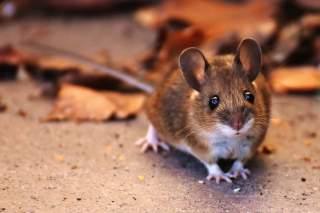 Mouse.jpg