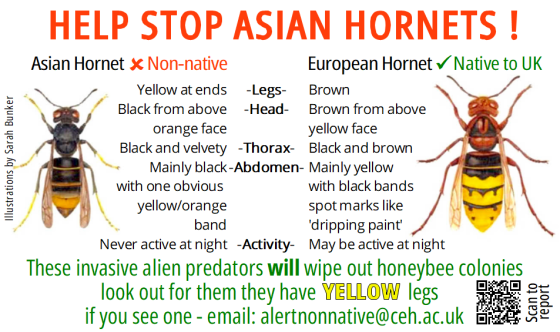 Asian Hornet warning SM with QR.png