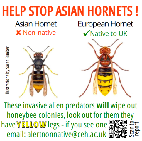 Asian Hornet warning SMSQ with QR.png